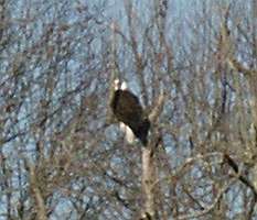 Springville Eagle